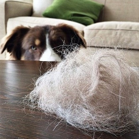 Hair Today, Gone Tomorrow Bundle (Free Mini™) - Image 4